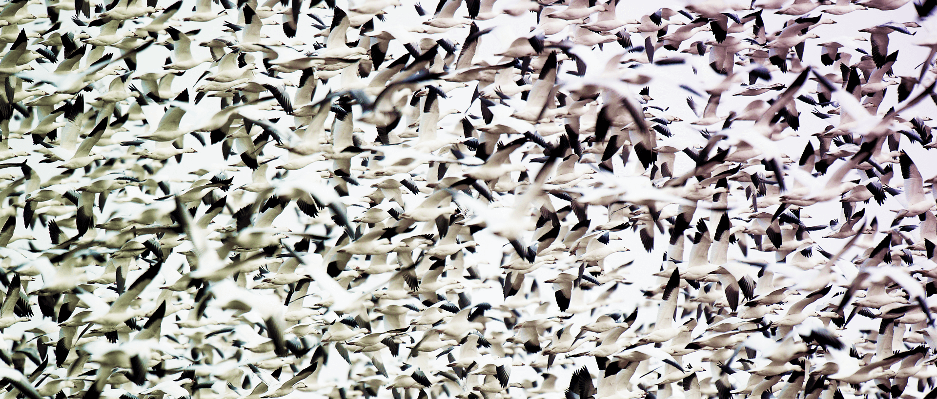 Flock of Gulls