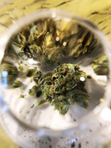 Close-up of marijuana bud