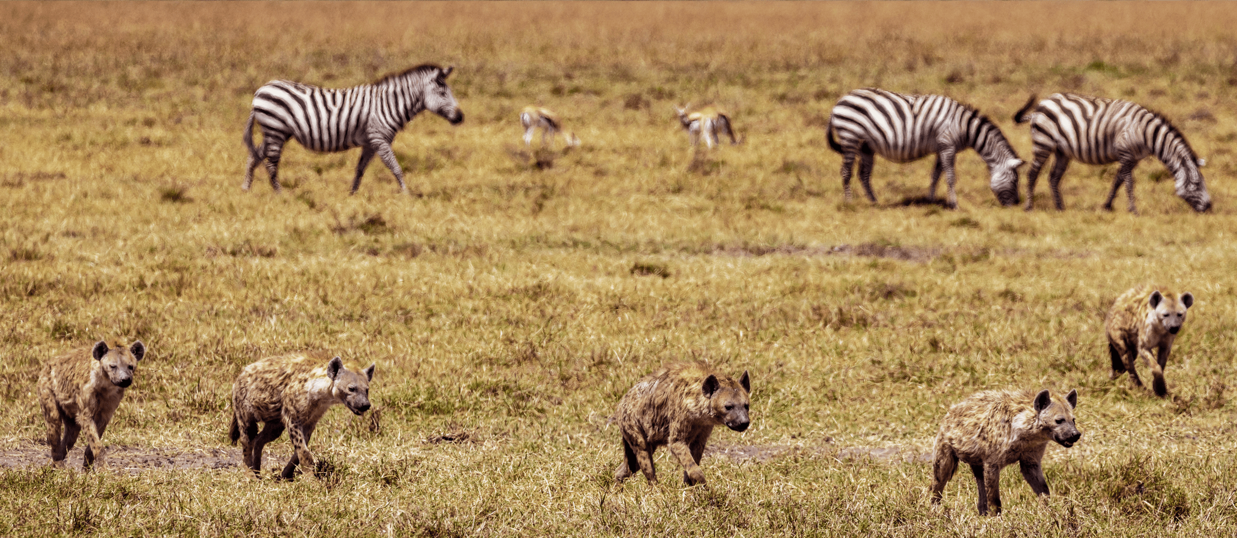 Hyenas, zebras and gazelle wandering landscape together peacefully